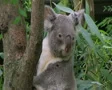 Koala Bear Climbing 02 SD Footage