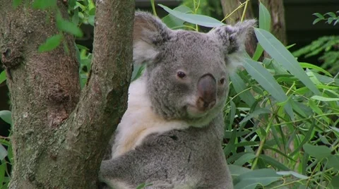 Koala Bear Climbing 02 Stock-Footage 8601762