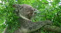 Koala Bear Climbing 03 HD Footage