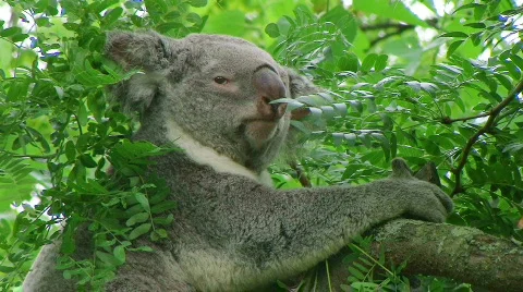 Koala Bear Climbing 03 Stockbeeldmateriaal 640936
