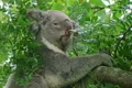 Koala Bear Climbing 03 Footage