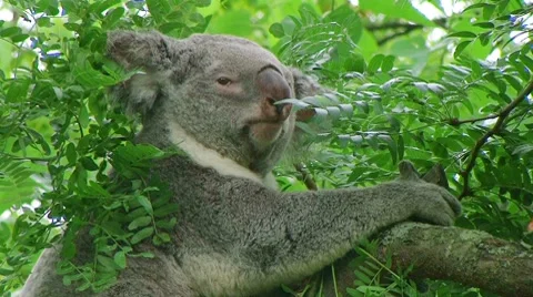 Koala Bear Climbing 03 Stock-Footage 8607353