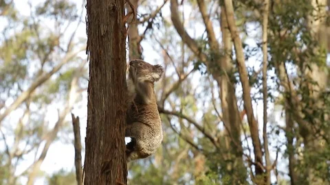 Koala bear climbing down a tree 스톡 동영상 72156125