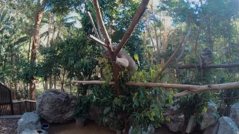 Koala Bear Climbing Eucalyptus Tree.Cute Mammal.Australian Animal Wildlife Video stock 116913069