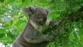 Koala Bear Climbing HD Footage