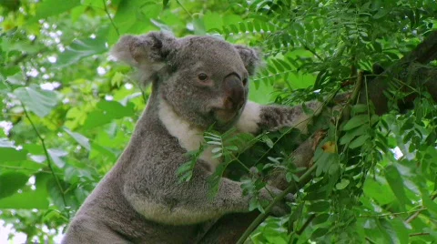 Koala Bear Climbing Stock Footage