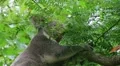 Koala Bear Climbing HD Footage