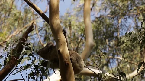 Koala bear climbing up a tree and feeding on leaf Video stock 72157690