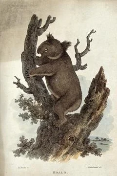 A koala bear climbing up a tree. Coloured etching by T. L. Busby after Crui.. Stock Illustration