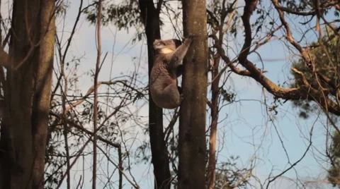 Koala bear is climbing on a tree Stock Footage