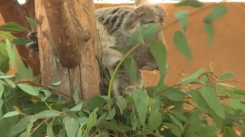 Koala Bear Close Up 스톡 동영상 8599241