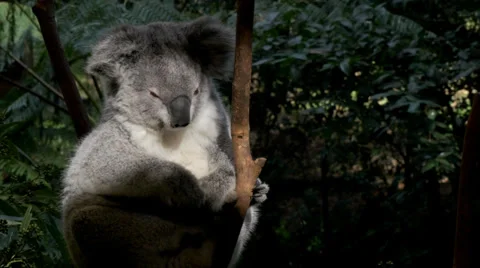 Koala bear close up Stock Footage 39842403
