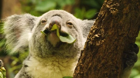 A koala bear close up Stock Footage 255720101
