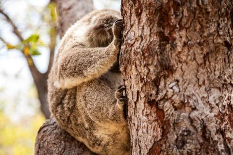 Koala Bear close up Stock Photos