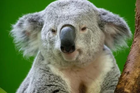 Koala Bear Close up Foto stock