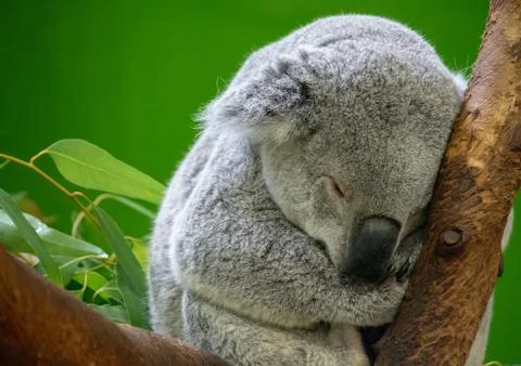Koala Bear Close up Foto stock