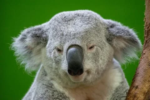 Koala Bear Close up Foto stock