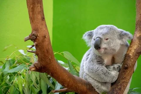 Koala Bear Close up Foto stock