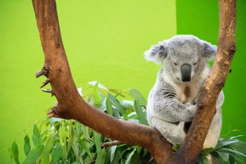 Koala Bear Close up Foto stock