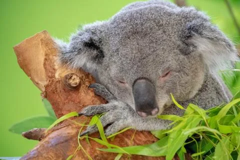 Koala Bear Close up Foto stock
