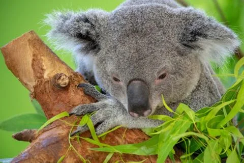 Koala Bear Close up Foto stock