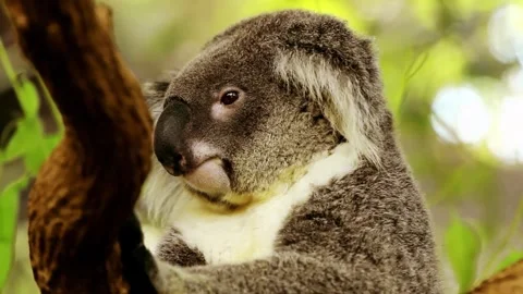 Koala bear close up shot koala looks around at tree branch motion. Видео 340623703