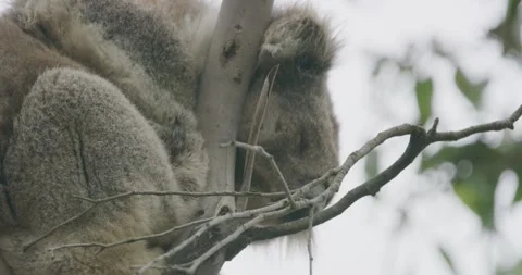 Koala Bear Deep Sleeping, 8K Stock Footage 333973088