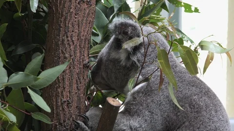 Koala Bear Dips Head In tree Stock Footage 101615965
