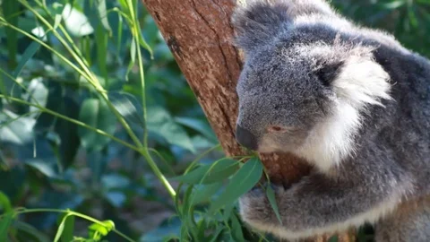 Koala bear eating eucalyptus leaves in a tree Stock Footage 92473593