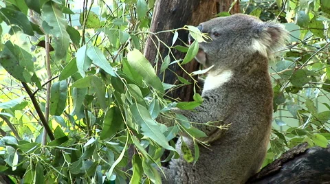 Koala Bear eating Stock Footage 1061092