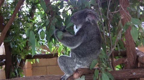 Koala bear eating Stock Footage 61798050