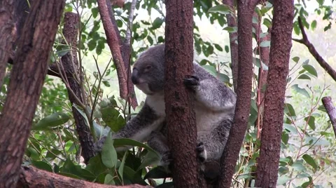 Koala bear eating Stock Footage 61798070