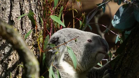 A Koala bear eating Stock Footage 272607742