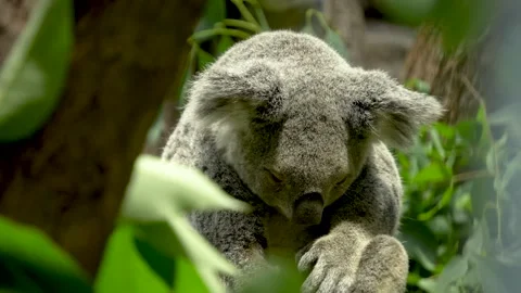 A Koala bear eating Stock Footage 272794830