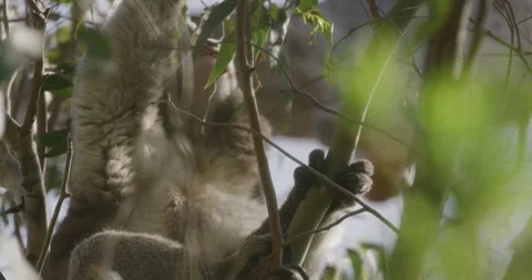 Koala Bear Eating The Leaves in Eucalyptus Tree 스톡 동영상 329960150