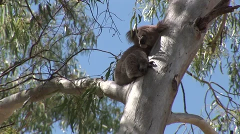 Koala bear on eucalyptus Stock Footage 1780271