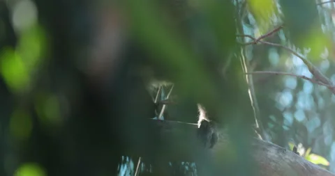 Koala Bear in Eucalyptus tree. Australian Wildlife Kangaroo Island near Adelaide Видео 159752520