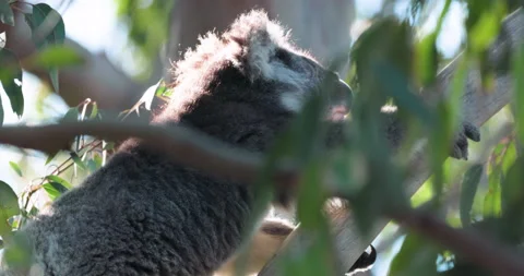 Koala Bear in Eucalyptus tree. Australian Wildlife NSW, New South Wales, Sunset 스톡 동영상 159985382