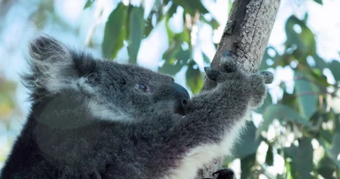 Koala Bear in Eucalyptus tree. Australian Wildlife Kangaroo Island near Adelaide 스톡 동영상 160747365