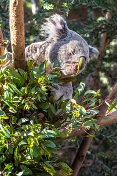 Koala Bear in Eucalyptus Tree Stock Photos