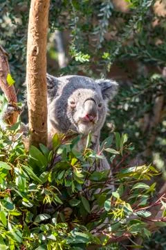 Koala Bear in Eucalyptus Tree Stock Photos