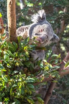 Koala Bear in Eucalyptus Tree Stock Photos
