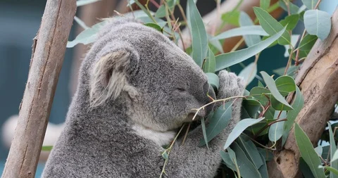 Koala Bear in Eucalyptus tree reaching for leaves close 4K Stock Footage 100412321