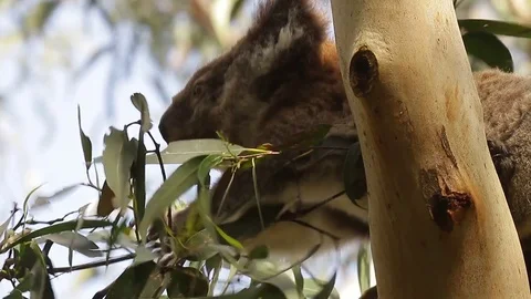 Koala bear feeding on eucalypt leaves Stock Footage 72159658