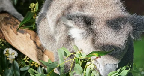 Koala bear feeding on gum-tree leaves in australian wilderness Stock Footage 276426083
