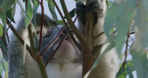 Koala Bear Foot, Close Up Stock Footage 316746072
