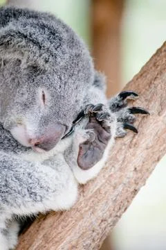 Koala bear foot Stock Photos