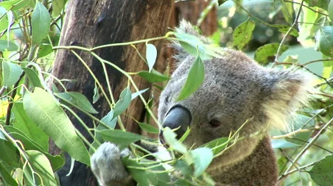 Koala Bear Stock Footage 1060084