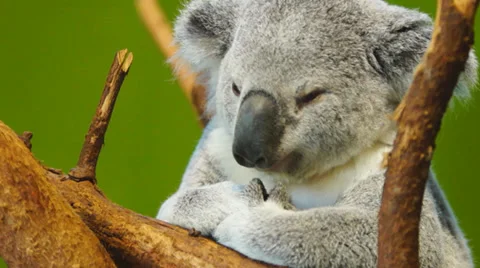 Koala Bear Stock Footage 32398072