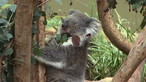 Koala Bear Stock Footage 46126694